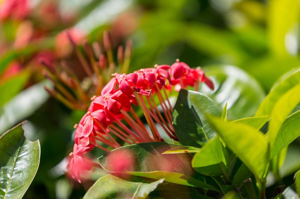 הונולולו Courtyard By Marriott Waikiki Beach מראה חיצוני תמונה